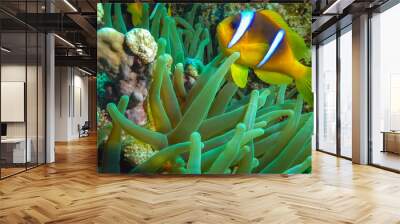 Red Sea Anemonefish (Amphiprion bicinctus). A married couple of fishes swimming in green sea anemone Wall mural