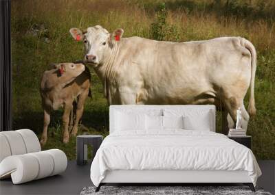 Cow with little calf Wall mural