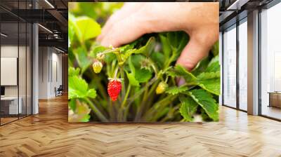 a hand picks a strawberry from a branch. red strawberry growing on a branch Wall mural