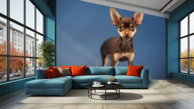 Beautiful Russian Toy Terrier on a blue background Wall mural