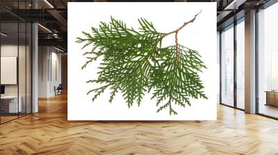 thuja isolated on white background Wall mural