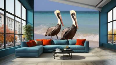 Two pelicans resting on the sand of the Atlantic ocean beach. Wild birds on blue waves background Wall mural