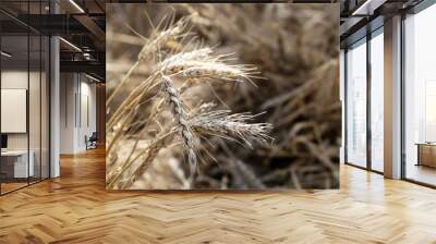 Wheat field, ears in sunlight. Rural scenery, concept of the autumn harvest and agriculture Wall mural