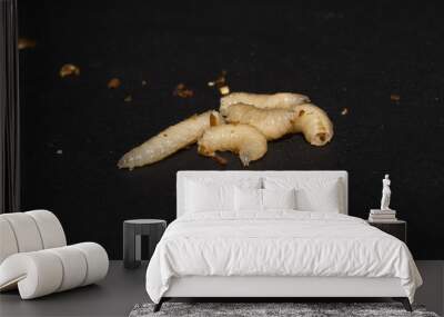 worm isolated on black background Wall mural