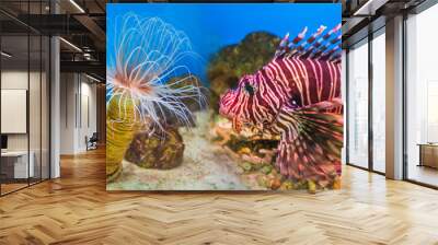 Fish in an aquarium in the National Oceanographic Museum of Viet Wall mural