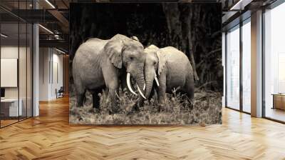 African elephants Wall mural