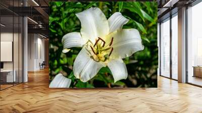 Fine wild growing flower lily liliaceae on background meadow Wall mural