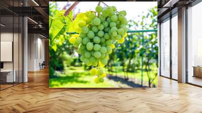 Photography on theme beautiful berry branch grape bush Wall mural