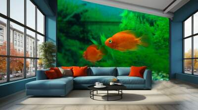 Red Blood Parrot Cichlid in aquarium plant green background. Goldfish, funny orange colorful fish - hobby concept Wall mural