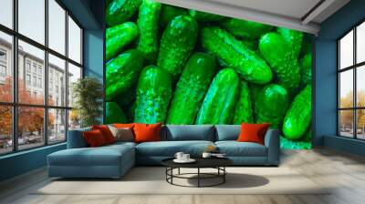 background of many green cucumbers with hard light Wall mural