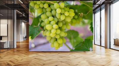 Branch of ripe grape in garden. Green sweet berries growing on grape bush in fruit garde Wall mural