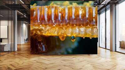 Honey dripping from honey comb on nature background, closeup. Sweet drop of honey on the honeycomb. Healthy food concept. Honey in combs Wall mural