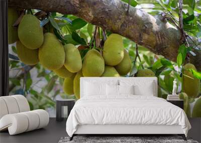 Raw green jackfruit on tree in Vietnam. Tropical fruit, closeup Wall mural