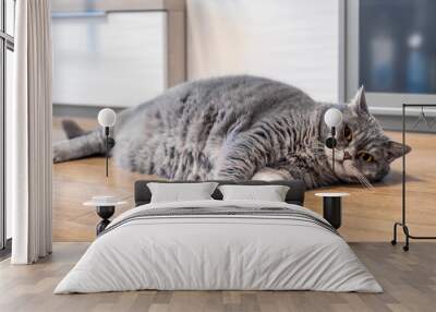 fat British cat lies on the living room floor and takes Wall mural