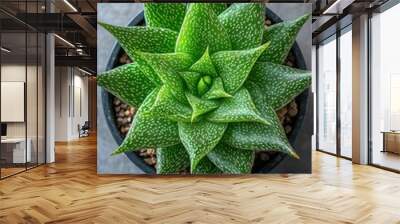 Green succulent plant in black pot against gray background Wall mural