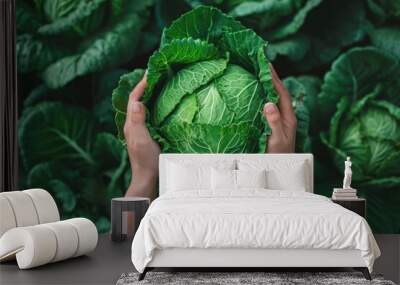 two hands reach up to a huge cabbage Wall mural