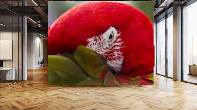 Ara parrot breed Wall mural