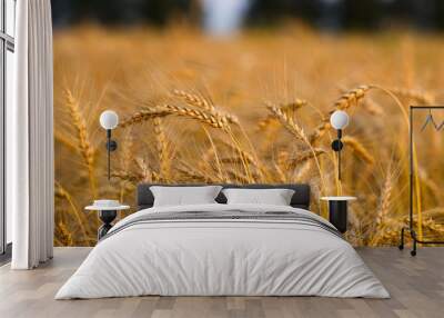 Spikes of ripe rye on a summer evening Wall mural