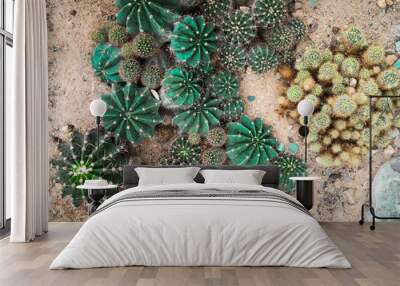 Cactus of various shapes grown in sand desert terrain.Close-up Wall mural