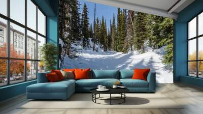 Beautiful winter landscape panorama tall evergreen trees blue clear sky calm nature Wall mural