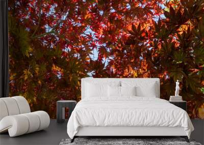 Bottom view of the tree against a blue sky background or texture colorful woodland beauty of nature concept Wall mural