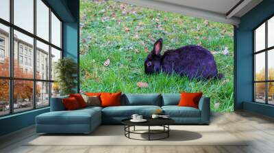 Cute adorable black fluffy rabbit or bunny plucks green grass on the lawn in the park. Wall mural