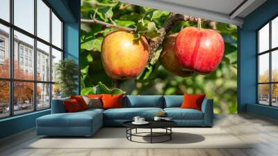 red jonagold apple on tree with leaves before harvest Wall mural