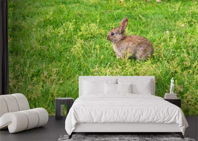 spring rabbit in a green field Easter symbol beautiful April background Wall mural