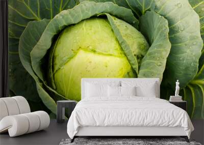 Cabbage leaves Wall mural