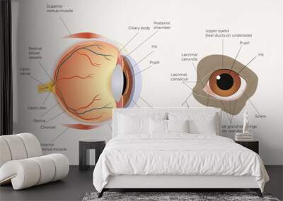 Dog's eye. The structure of the dog's eye. Anatomical illustration. Suitable for veterinary posters and educational materials. Biology and Zoology. Vector illustration.  Wall mural