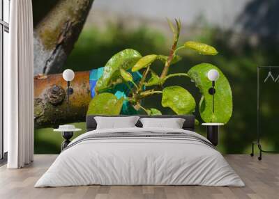 Grafting pear scion to an adult apple tree Wall mural