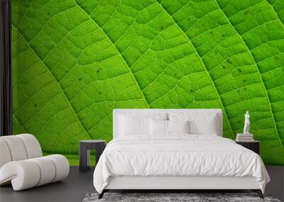 Abstract green leaves texture for background. Natural environment, ecological concept Wall mural