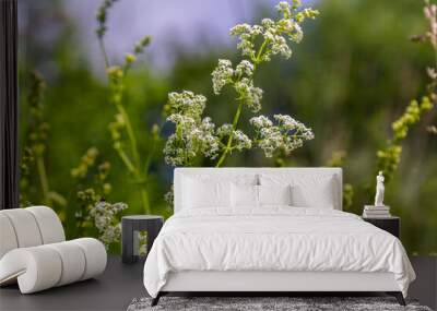 Beautiful blooming white bedstraw in June, galium album Wall mural