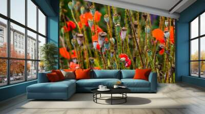 closeup of Seedpods of te corn poppy flower, selective focus with beige boke background - Papaver rhoeas Wall mural