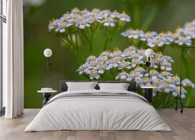 common yarrow achillea millefolium with fly Tachina fera Wall mural