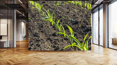 field with corn in spring. Parposts of plants began to grow in a straight line. Field of an agricultural enterprise Wall mural