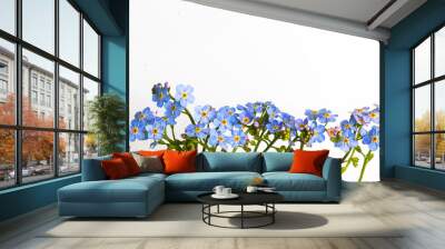 Spring is coming - bunch of forget-me-nots over white background Wall mural