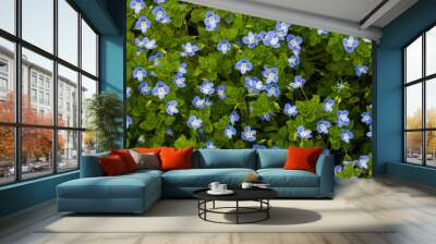 Summer background with blue flowers veronica chamaedrys. Blue flower bloom on green grass, spring background Wall mural