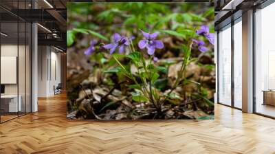 Viola odorata. Scent-scented. Violet flower forest blooming in spring. The first spring flower, purple. Wild violets in nature Wall mural