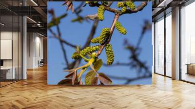 Walnut tree in blossom, male flowers on branches. Walnut tree in blossom, male flowers on branches. Sunny day, blue sky, early spring Wall mural