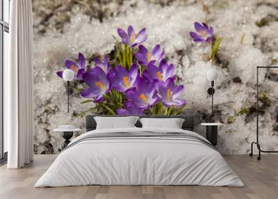 Spring crocus in the snow, lit by the sun Wall mural