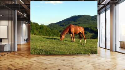 Summer landscape with grazing horse on a background of green mountains Wall mural