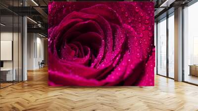 Pink Rose Flower closeup Wall mural