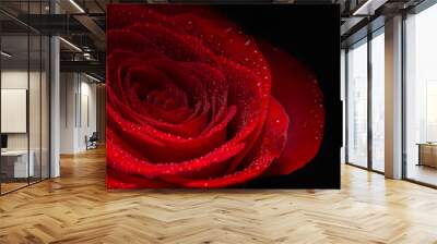 Red Rose Flower closeup background Wall mural