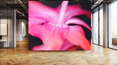 Close-up of water drop on red flower. Wall mural