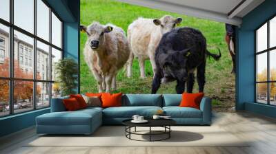 A herd of cows on a green field Wall mural