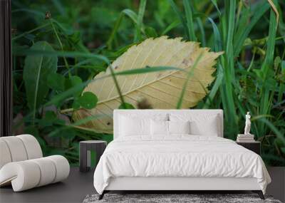 A yellow leaf on green grass Wall mural