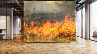 coastal zone of marsh creek, strong smoke from fire of liana overgrowth. Spring fires of dry reeds dangerously approach houses of village by river Cleaning fields of reeds, dry grass. Natural disaster Wall mural