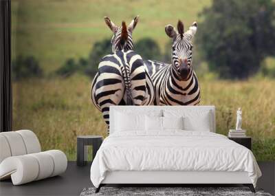 couple of zebras Wall mural