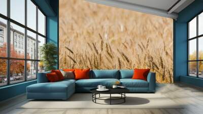 Ripen wheat field Wall mural